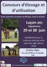 Concours trait poitevin mulassier. Du 29 au 30 juin 2013 à Luçon. Vendee. 